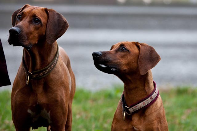 Mama Luni und Tochter Pebbles