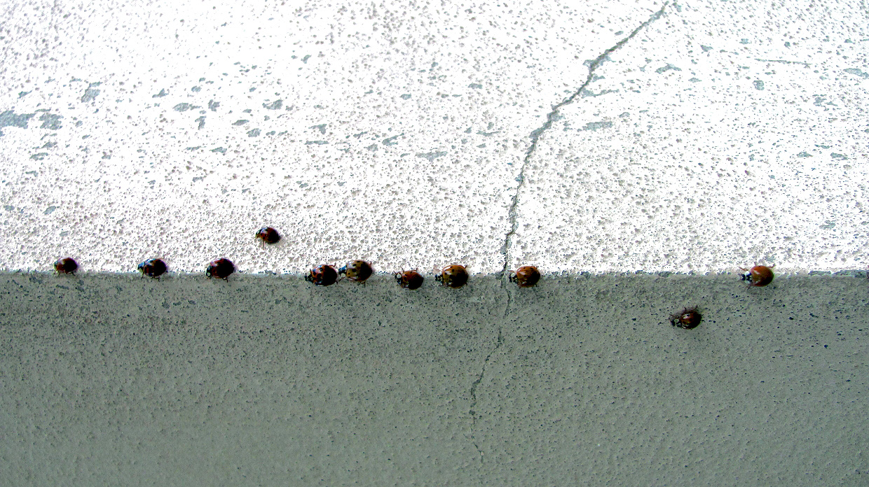 hunderte Marienkäfer auf der Hauswand