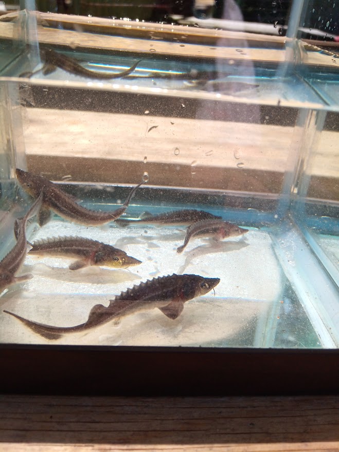 観賞魚ショップ - kuretyouzame ページ！