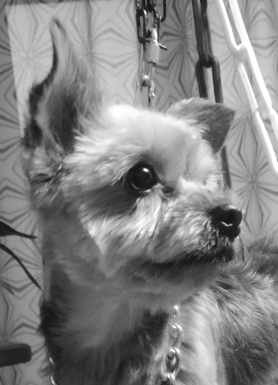 Chipie 💛💛