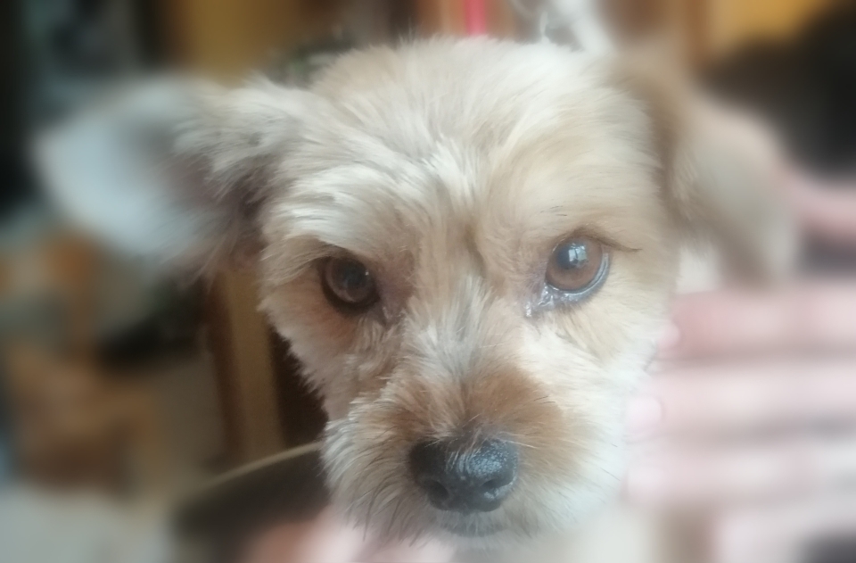 Bill 💙💙💙... Ou le rêve d'un caïd !!! 