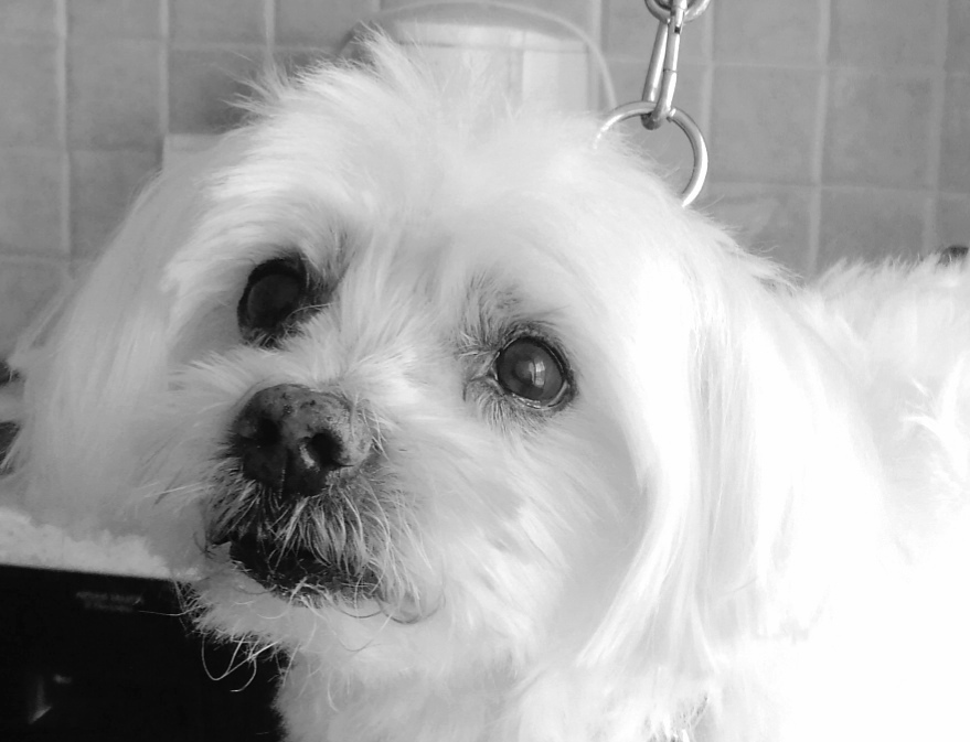 Hugo 💙💙💙15 ans ! 