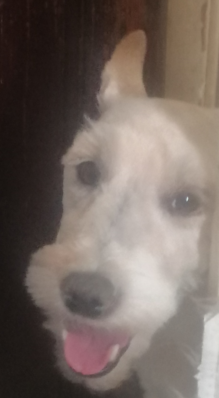 Gribouille, 🐾🐾🐾 la joyeuse 