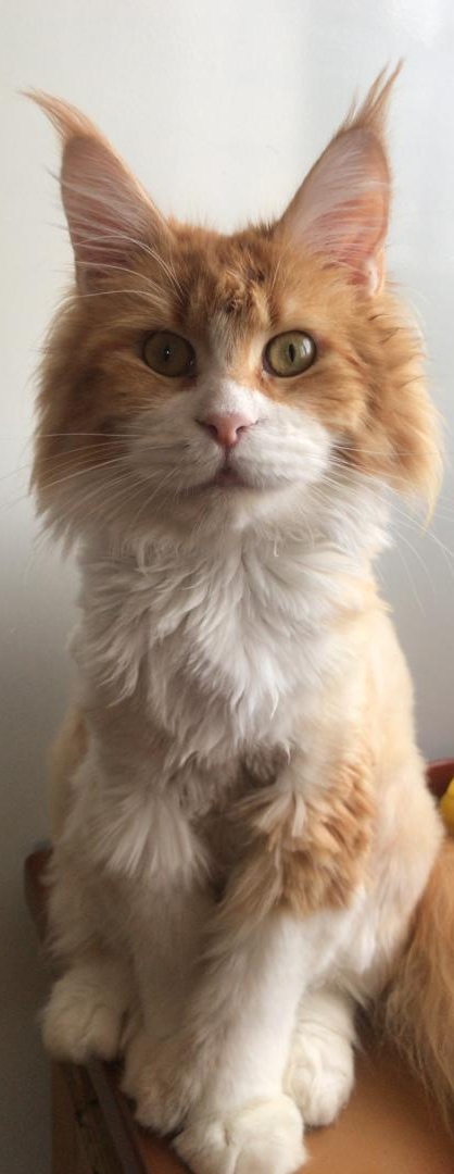 Oliver P..... " le grand" 🙃💙💙💙