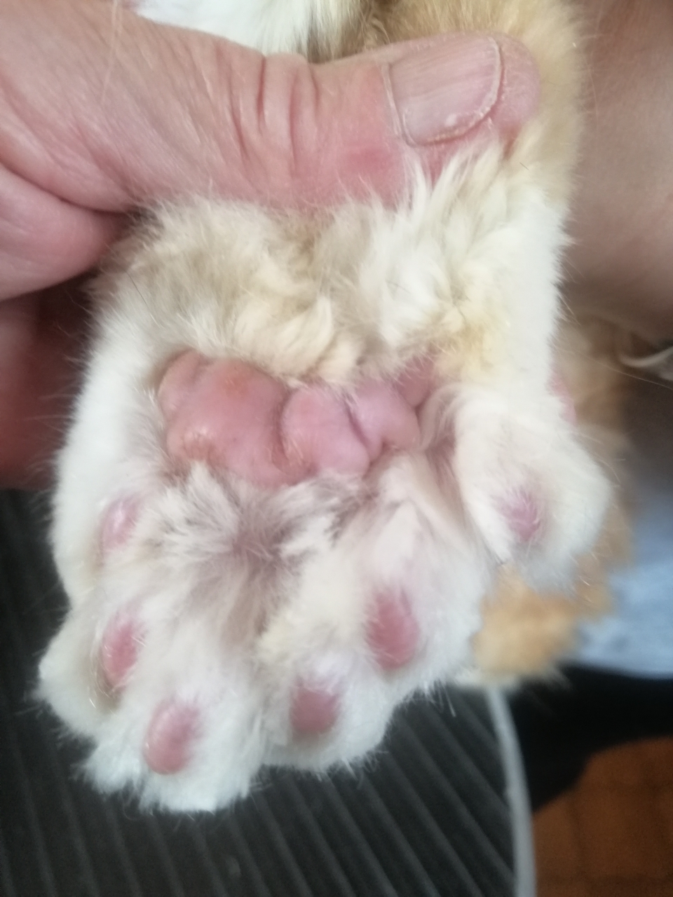 La patte d'Oliver, 🐾 Maine coon polydactyle 💖