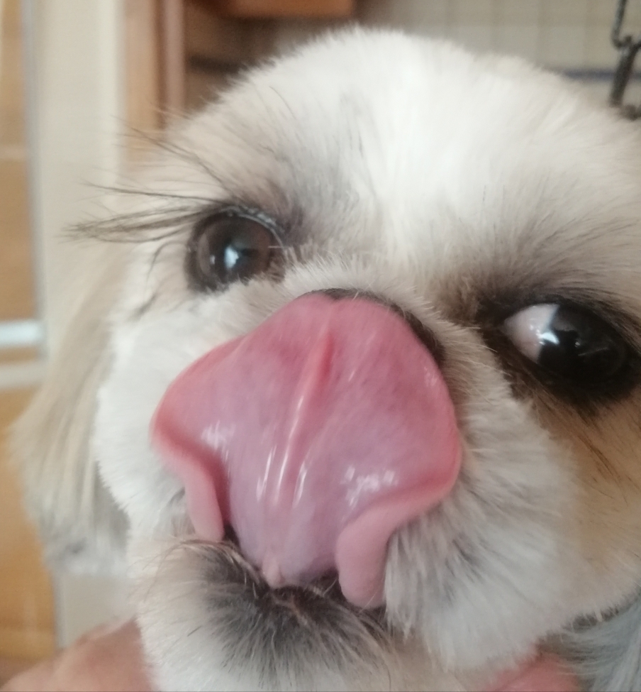 Ça, c'est un vrai coup de langue, Miss 🐾