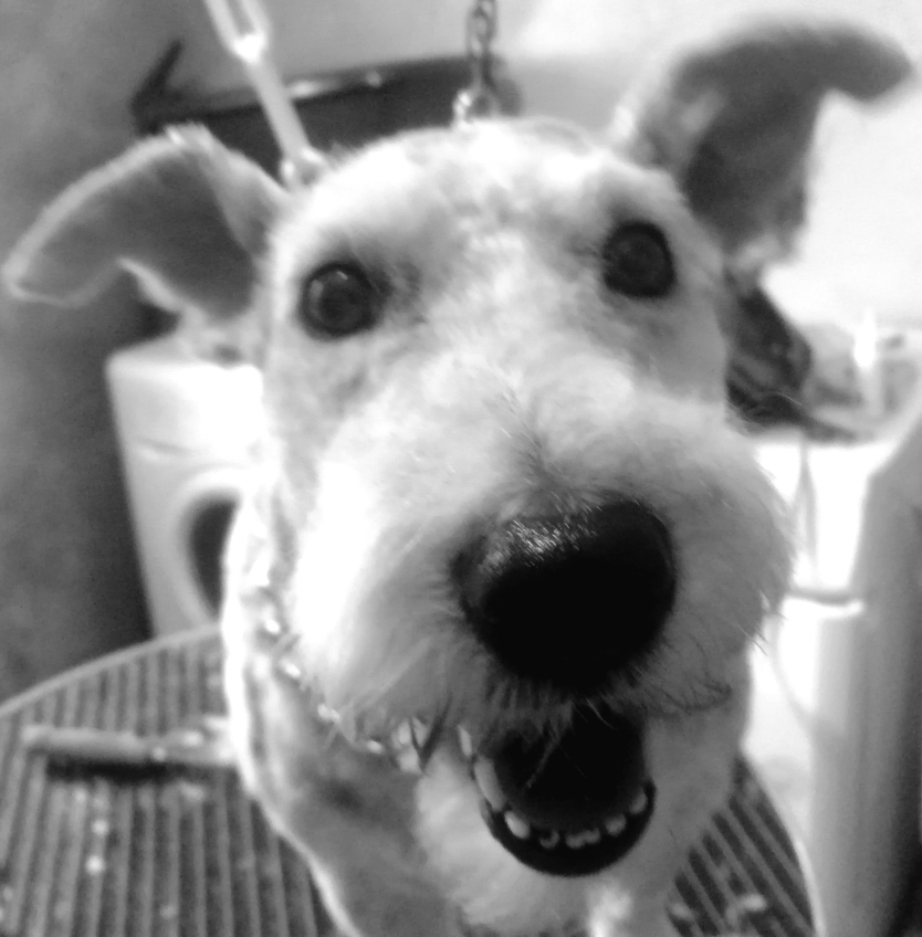 Zippo, 💙💙💙, ou la joie de vivre !!! 