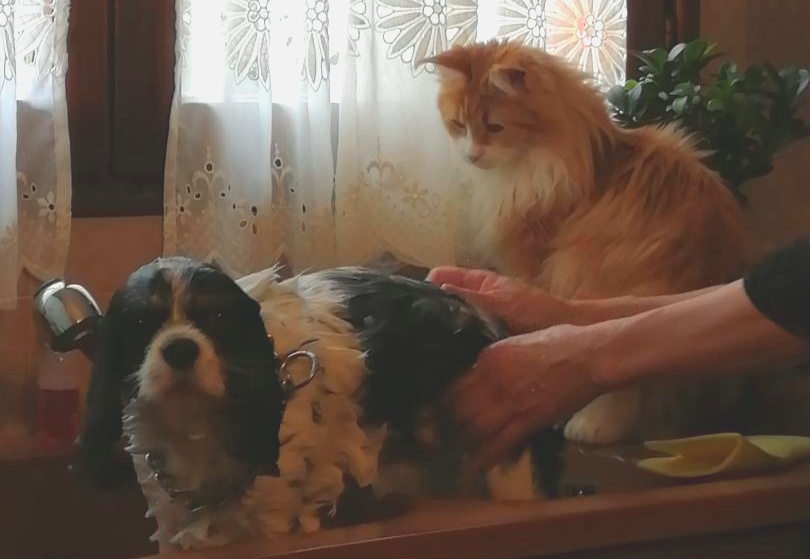 Oliver et Misty💙💙💙 toilettage sous haute surveillance... 