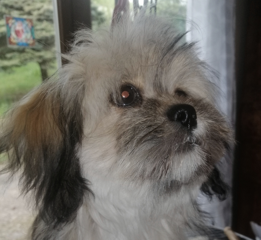6mois déjà pour Oria... ♥️🐾♥️