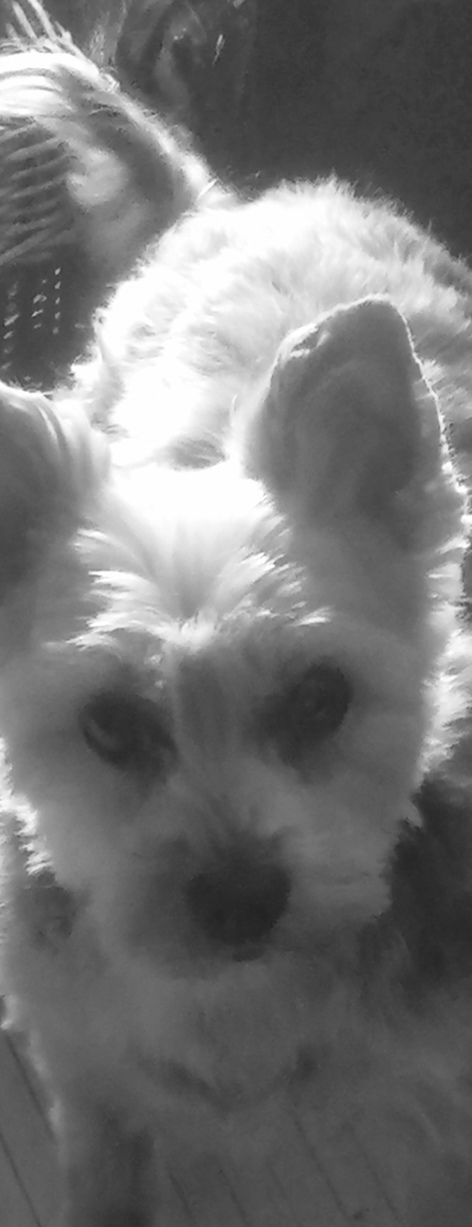 Choupette 💖