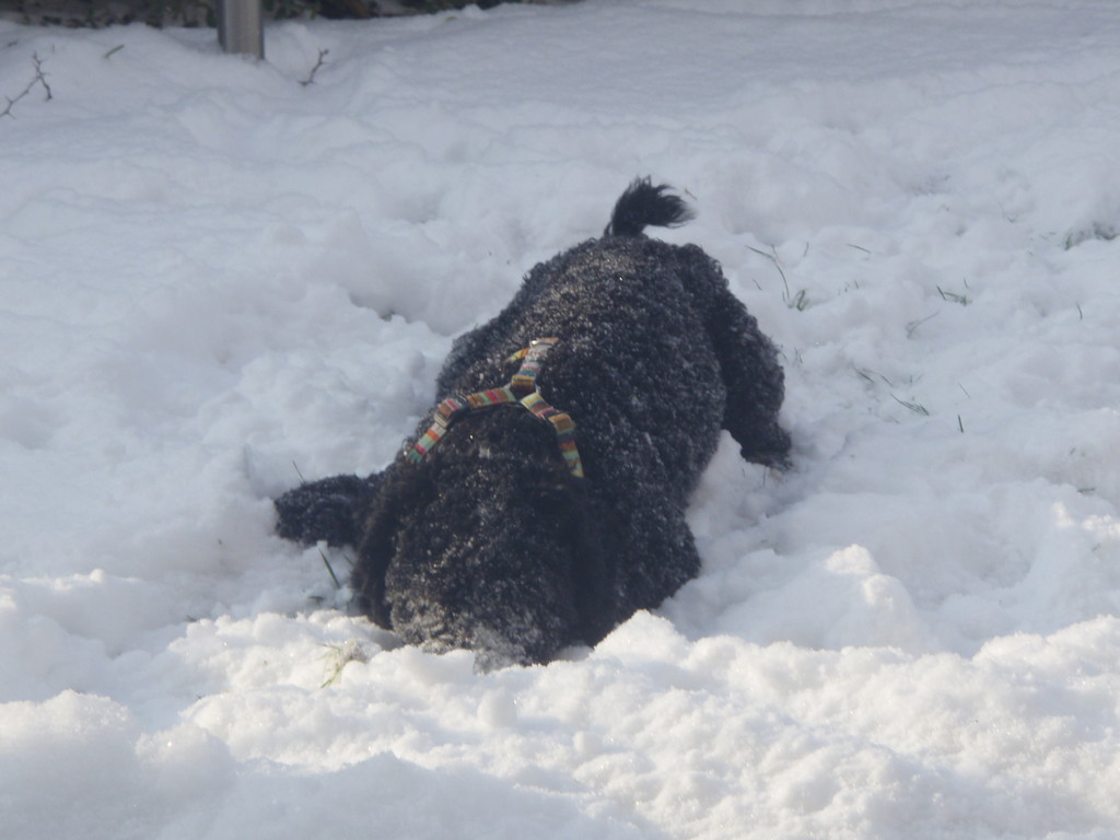 .......liebt den Schnee, wie Mama Berra!