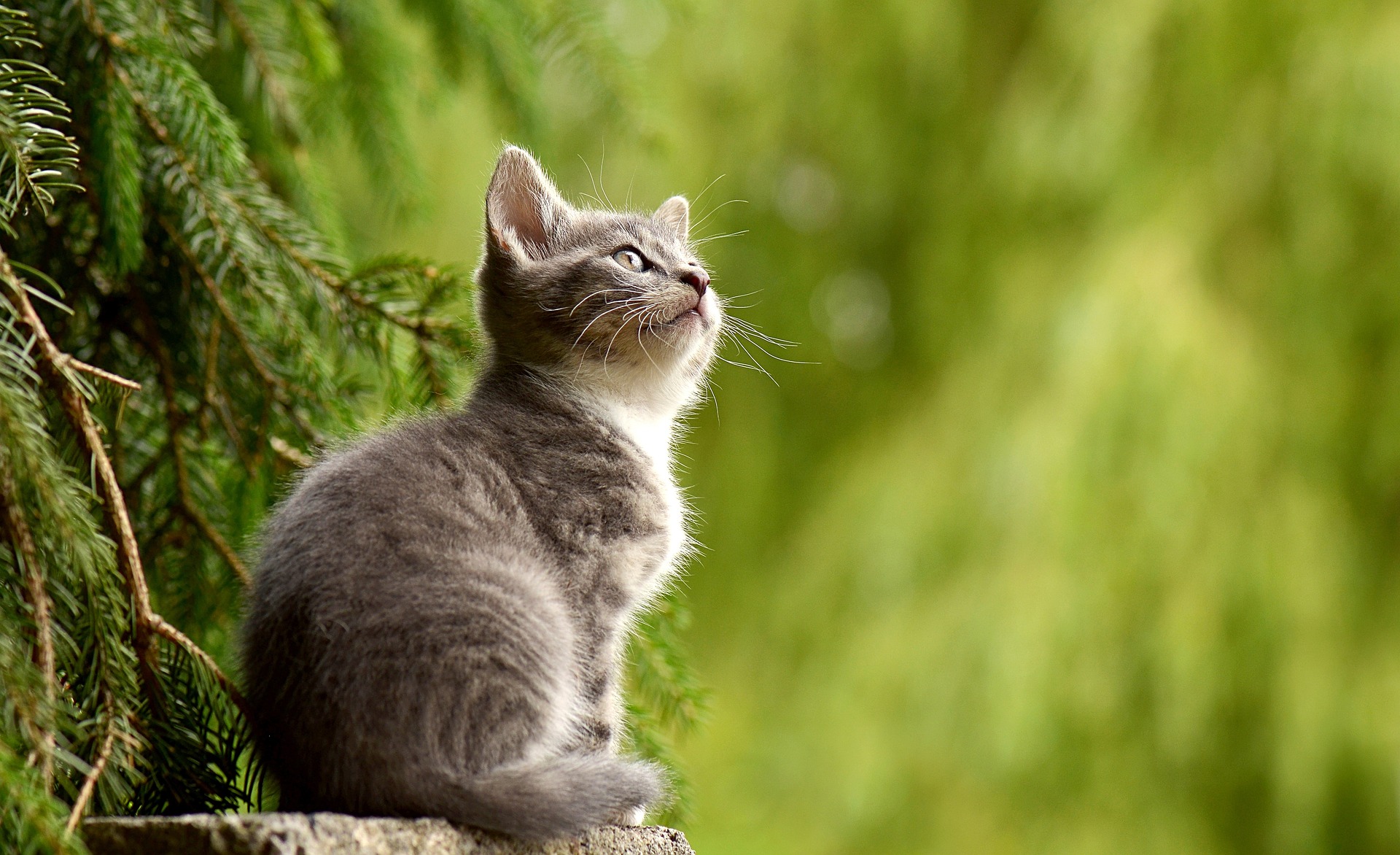 猫のヒーリング【ネコは陰陽でいうと陰】猫にも役割が有る