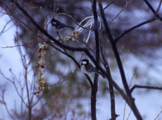 Great Tit