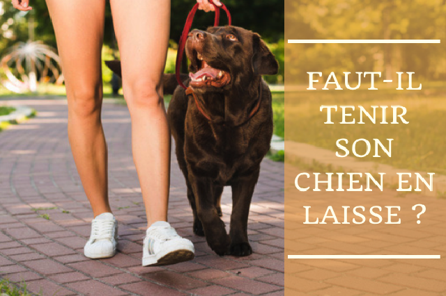 Faut-il tenir son chien en laisse? - Site de miminesetpattounes