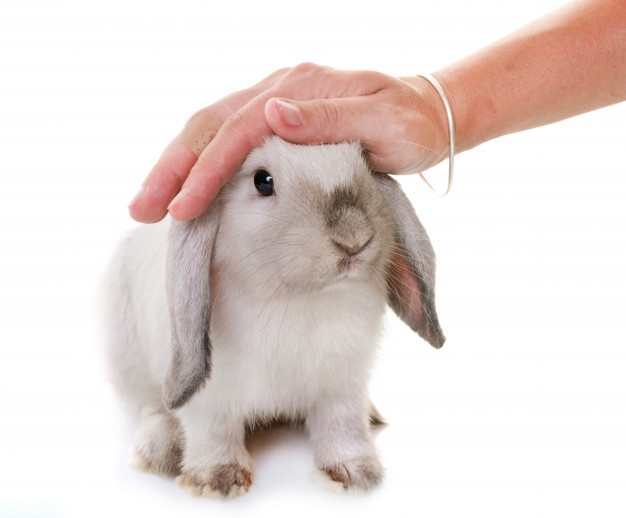 Comment apprivoiser mon lapin ? Site de miminesetpattounes