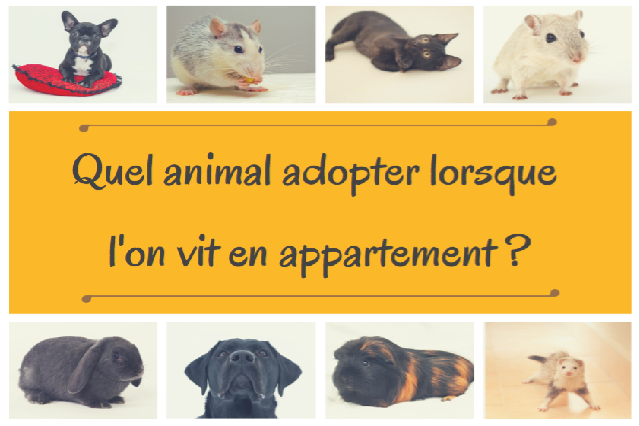 Quel Animal Adopter Lorsque L On Vit En Appartement Site De Miminesetpattounes