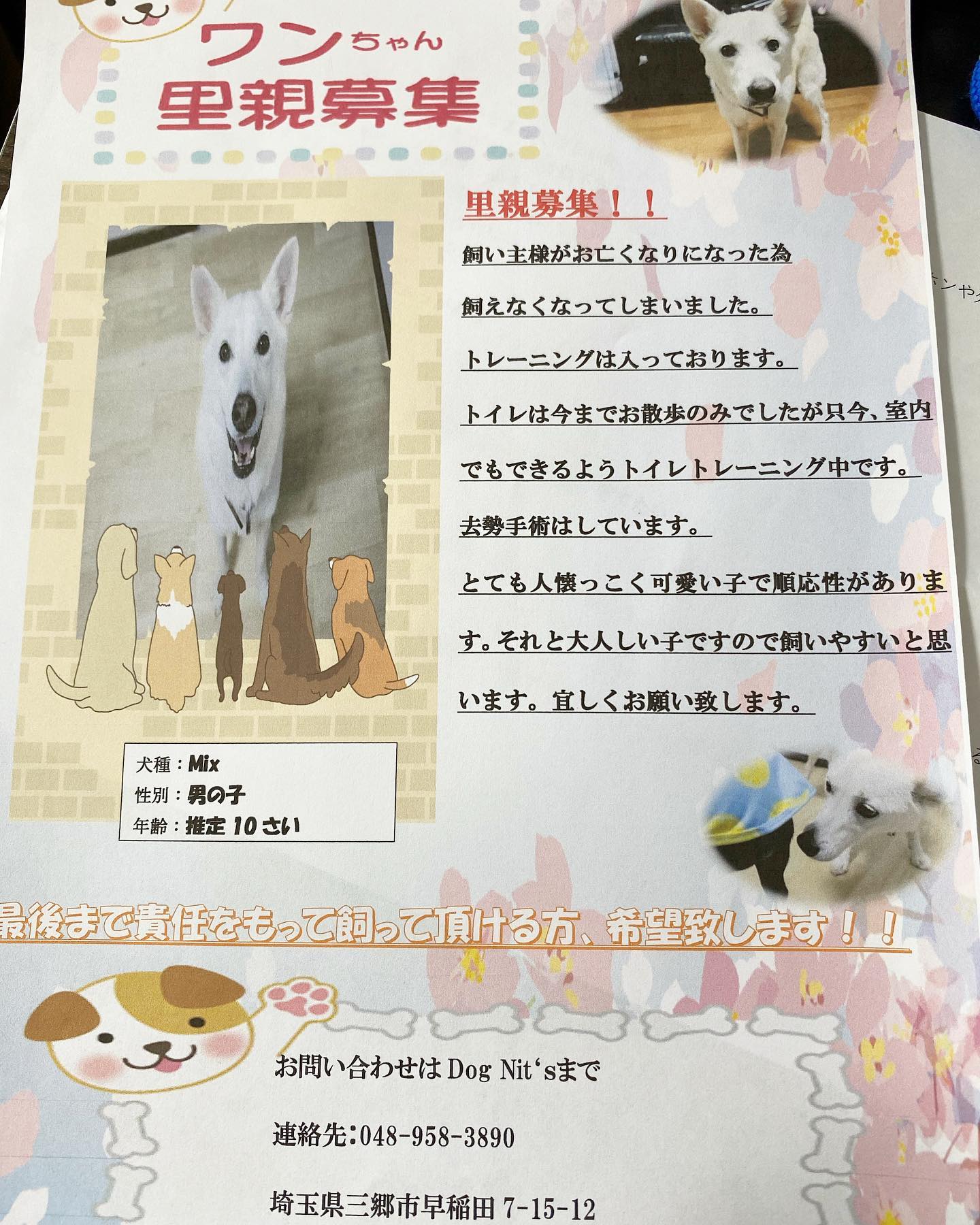 犬好きさま専用　リピート割引 楽天市場】【最大400円クーポン※要取得】ペット ゲート とおせん