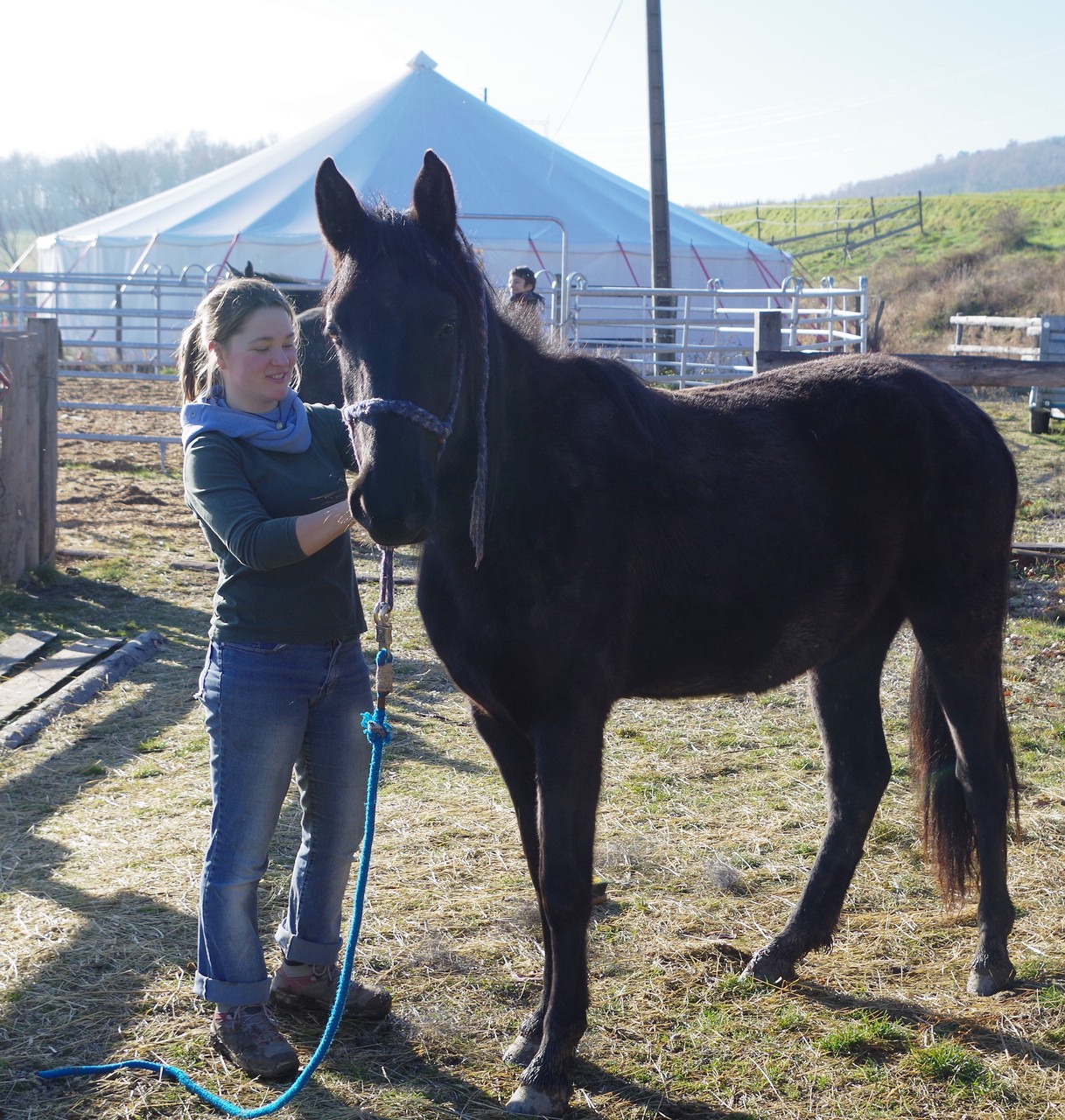 Bahira au débourrage, 2 ans1/2