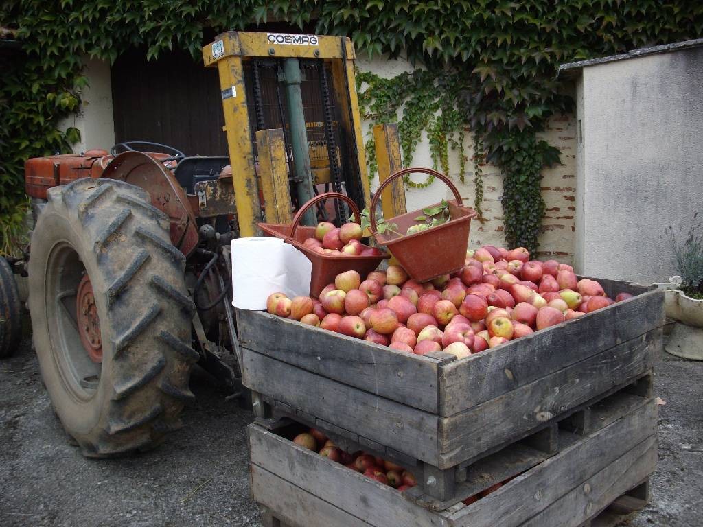 cueillette des pommes