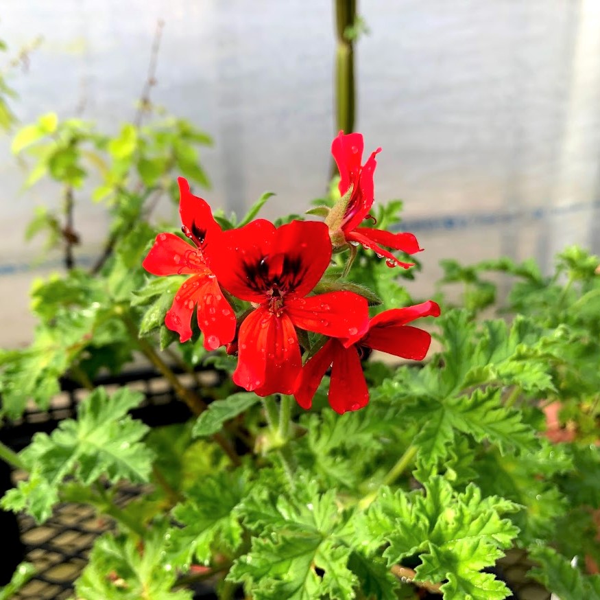 ハーブリスト：ミ～ - ㈱ざおうハーブ