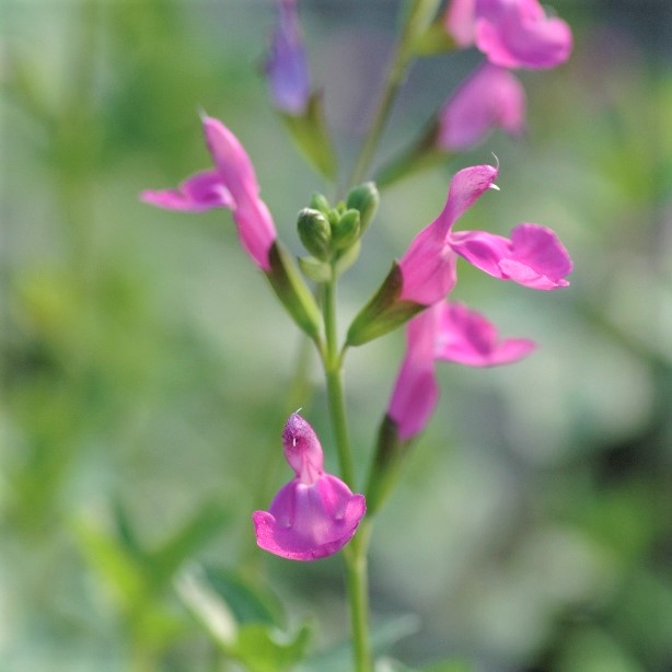 ハーブリスト：チ～ - ㈱ざおうハーブ