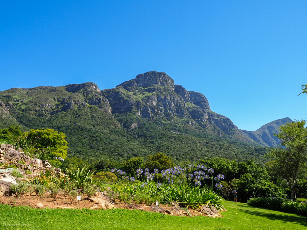 Botanische tuin Kirstenbosch