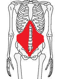 腰痛予防の筋肉