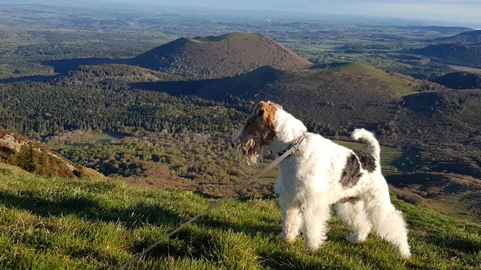 Longe pour chien : une alternative à la laisse lors de randonnées ?