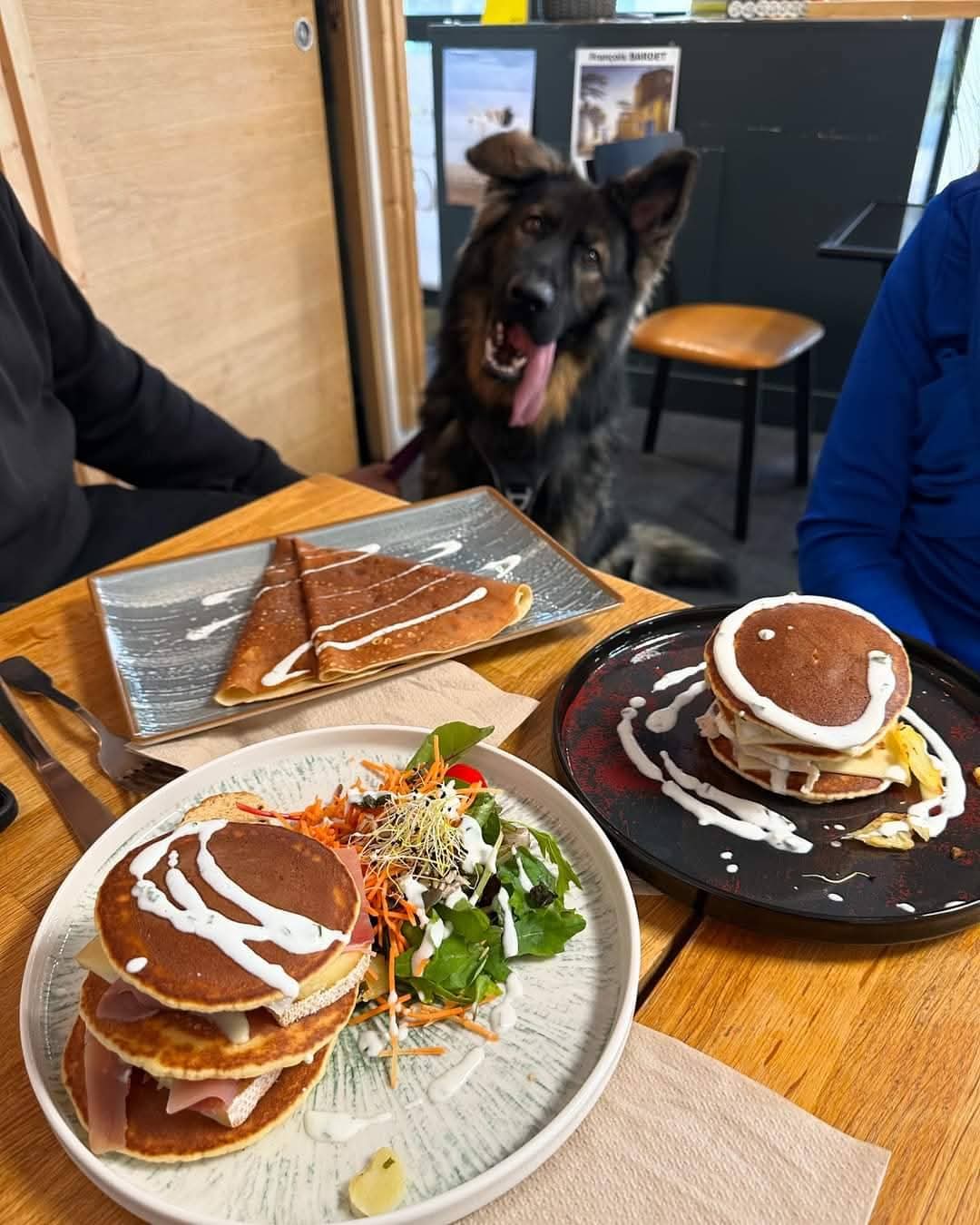 Peut-on emmener son chien au restaurant : loi, conseils et bon sens