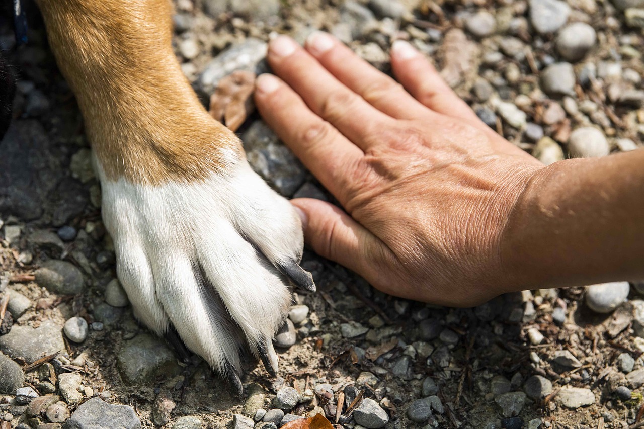 Scientifiquement prouvé, nos chien "sentent nos émotions"