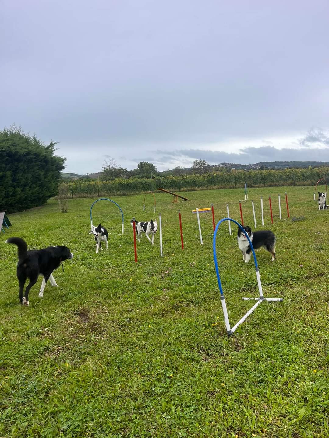 Un centre aéré qui a du chien