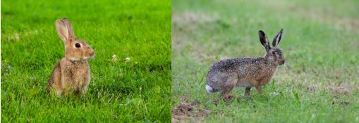 Kaninchen (l.) und Hase sehen ähnlich aus, haben aber unterschiedliche Lebensweisen. NABU/Büscher,Derer