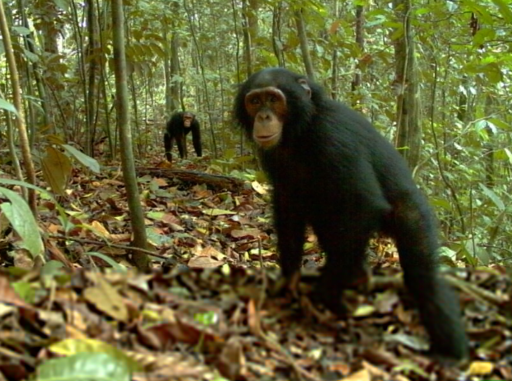 Chimpanzees captured on camera trap in Korup National Park