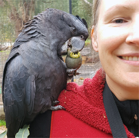 Spending time with a sweet one at Kaarakin Black Cockatoo Conservation Center