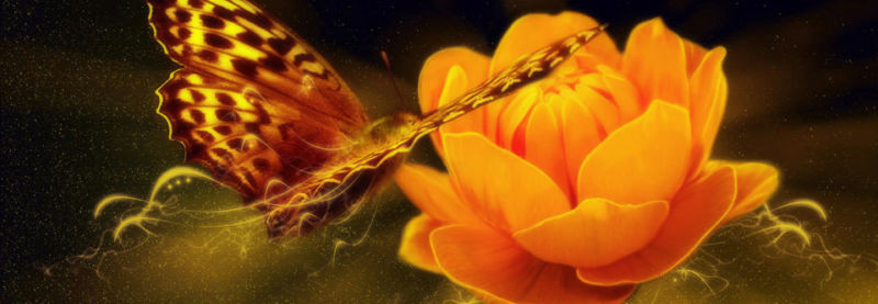 A harmonious image of a Butterfly on an available orange flower.