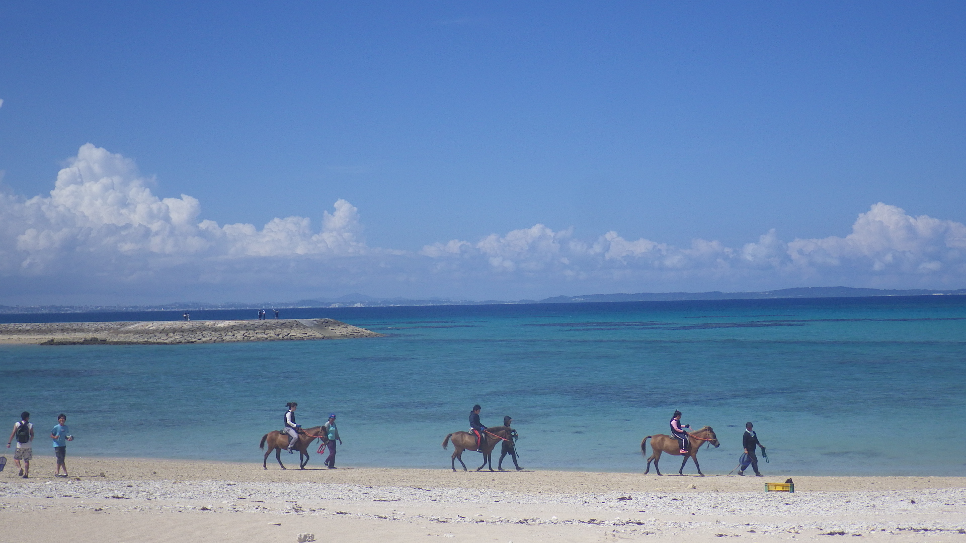 ヨナグニウマ保護活用協会