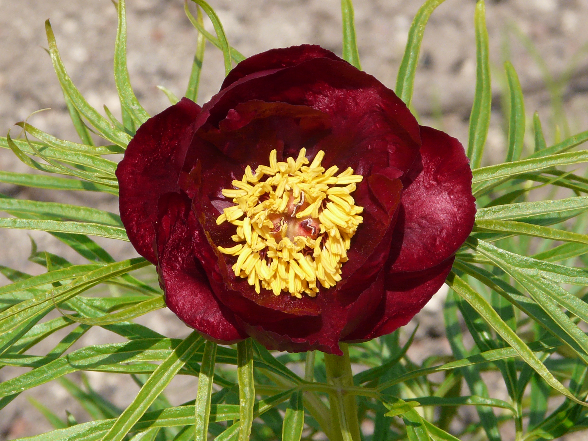 Was wir gemeinsam leisten... Gießler Päonien Kulturen