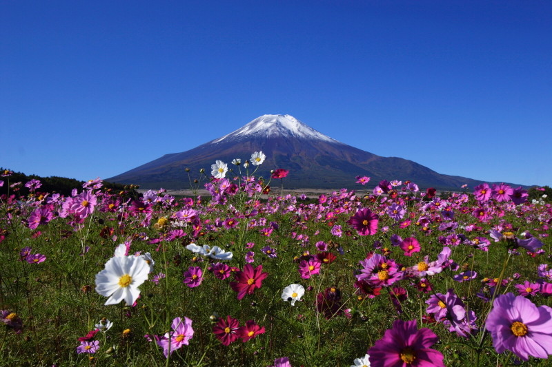 山中湖花の都公園