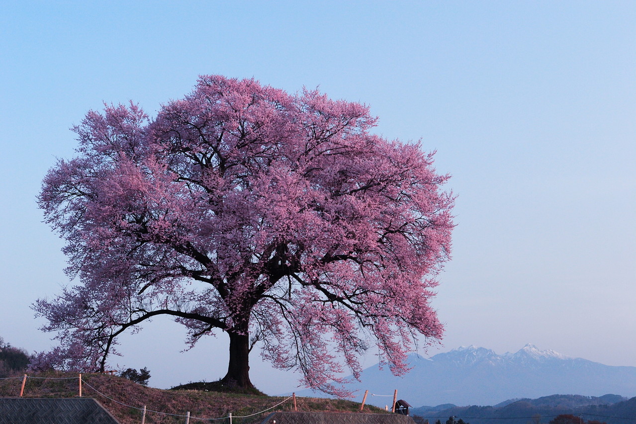 韮崎市・王仁塚（わにづか）の桜