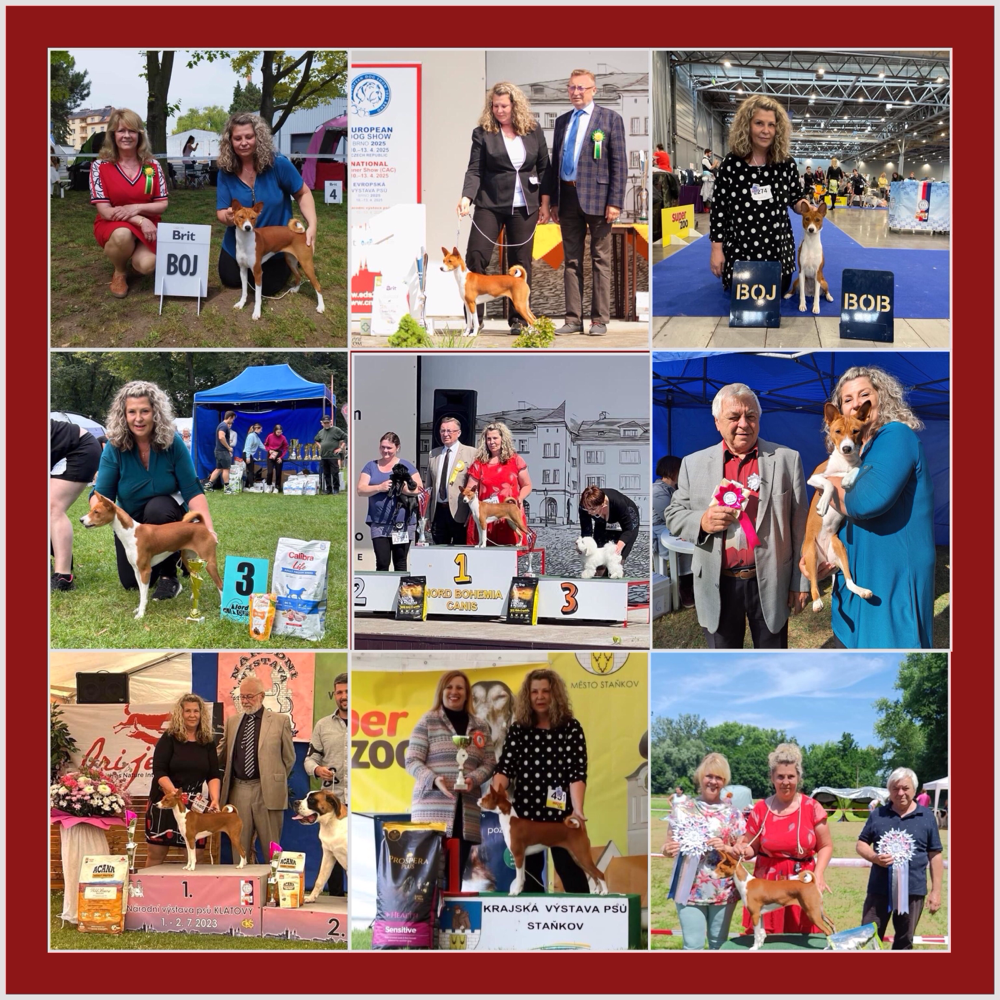 Myran, our youngest, was able to convince the judges of her qualities during her show appearances, even beyond the breed assessments. She received several BIS and BIG awards. She was now able to underline these by becoming the Czech Youth Champion.