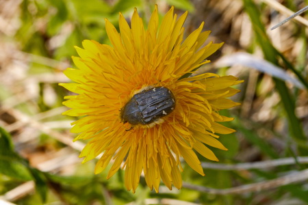 Trauerrosenkäfer_Oxythyrea funesta