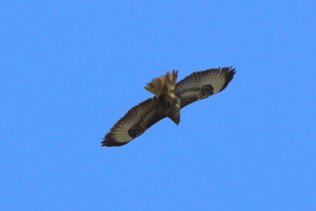 Mäusebussard_Buteo buteo