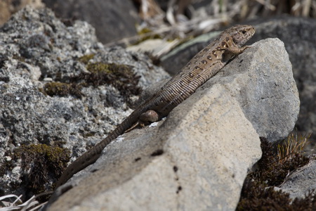 Zauneidechse_Lacerta agilis agilis