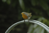 Un habitant du jardin (photos de Francis)