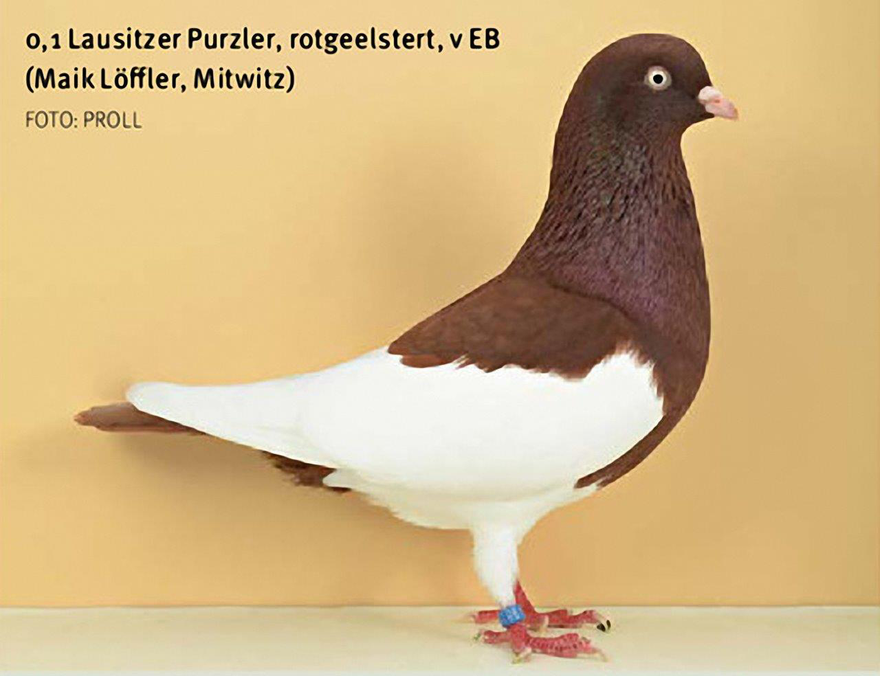 Elsterpurzler rotgeelstert - Züchter Maik Löffler