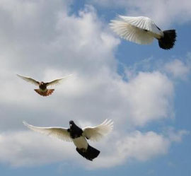 Elsterpurzler im Flug