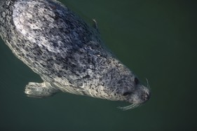 Grey seal Fotosearch.com