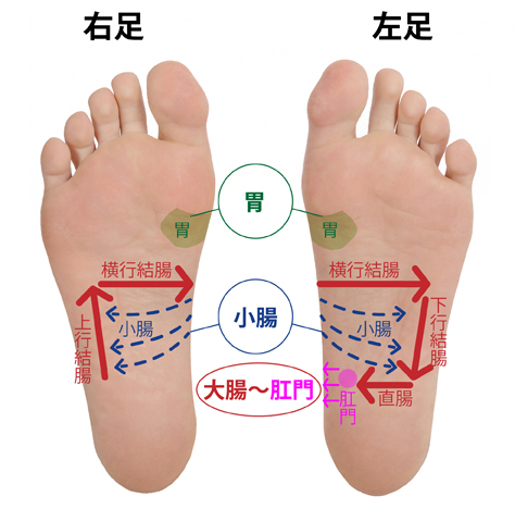 夏バテ予防に胃腸を整えよう 出張整体 足の助 藤沢 湘南台