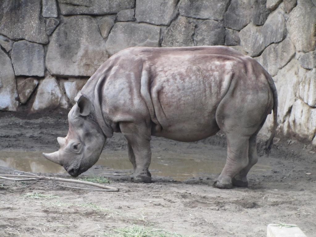 Nashorn