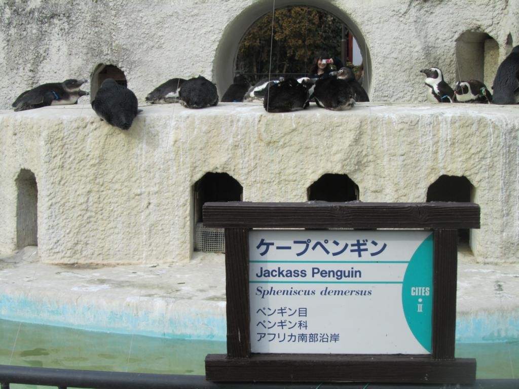 Auch die Pinguine werden diskreditiert
